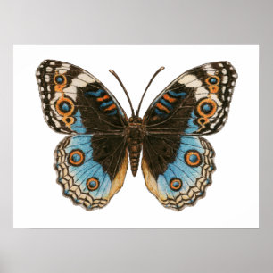 Blauwe Penseelvlinder Poster