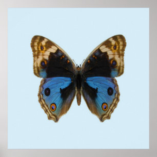Blauwe Penseelvlinder Poster
