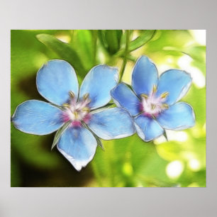 Blauwe pimpernel (Anagallis monelli) Bloemen Poster