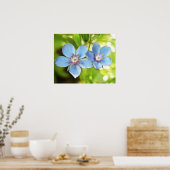 Blauwe pimpernel (Anagallis monelli) Bloemen Poster (Keuken)