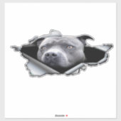 Blauwe Pitbull-autowrak, autodecoratie, sticker (Vel)