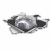 Blauwe Pitbull-autowrak, autodecoratie, sticker (Voorkant)