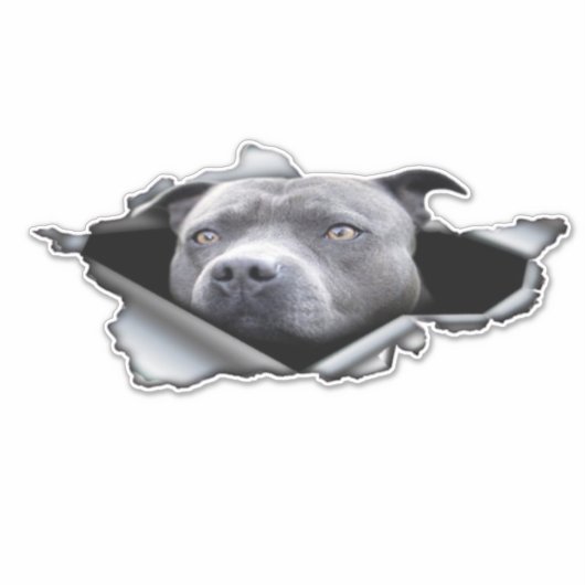 Blauwe Pitbull-autowrak, autodecoratie, sticker (Voorkant)