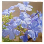 Blauwe Plumbago bloemen Tile Tegeltje (Voorkant)