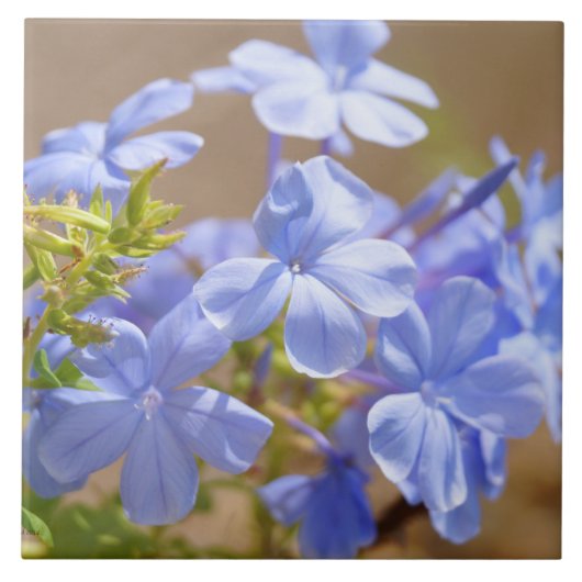 Blauwe Plumbago bloemen Tile Tegeltje (Voorkant)