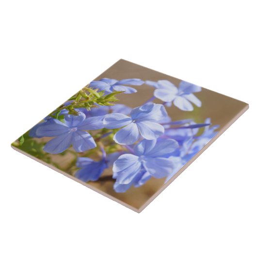 Blauwe Plumbago bloemen Tile Tegeltje (Zijkant)