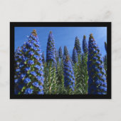 Blauwe Pride van Madeira Flowers Briefkaart (Voorkant)