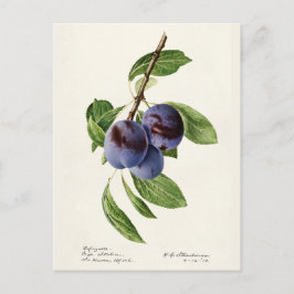Blauwe pruimen (Prunus Domestica) Briefkaart