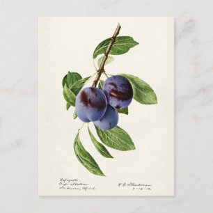 Blauwe pruimen (Prunus Domestica) Briefkaart