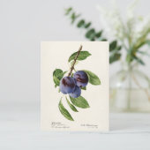 Blauwe pruimen (Prunus Domestica) Briefkaart (Staand voorkant)