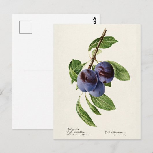 Blauwe pruimen (Prunus Domestica) Briefkaart (Voorkant / Achterkant)