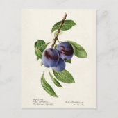 Blauwe pruimen (Prunus Domestica) Briefkaart (Voorkant)