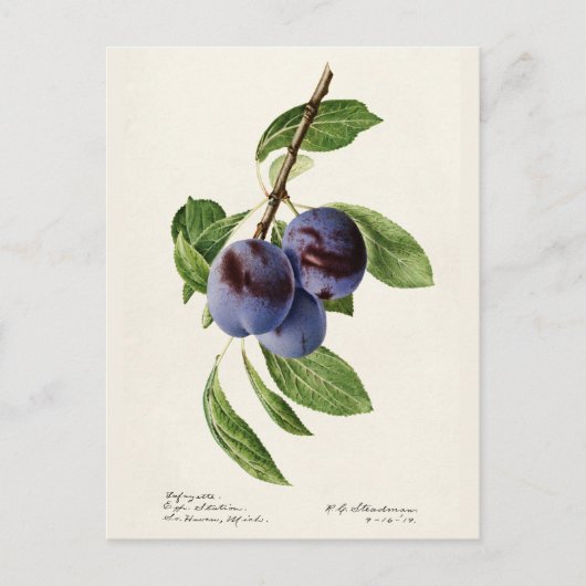Blauwe pruimen (Prunus Domestica) Briefkaart (Voorkant)