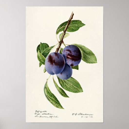 Blauwe pruimen (Prunus Domestica) Poster (Voorkant)