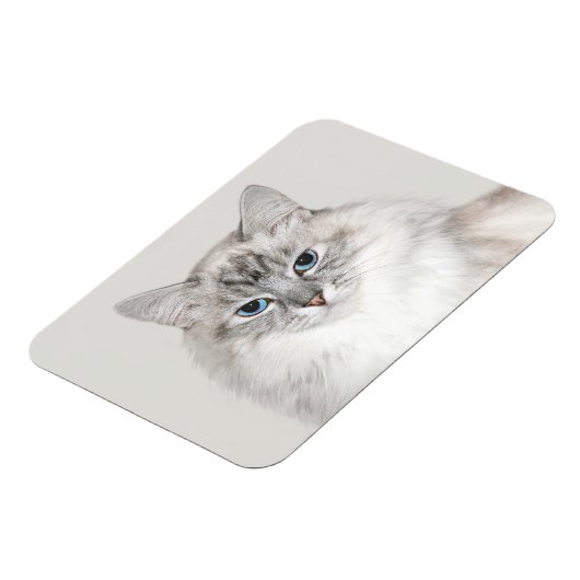 Blauwe puntkat magneet (Linkerzijde)