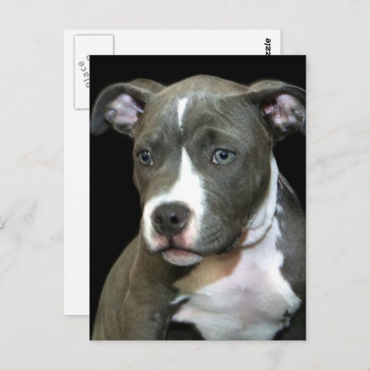 Blauwe puppy briefkaart (Voorkant / Achterkant)