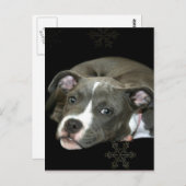 Blauwe puppy briefkaart (Voorkant / Achterkant)