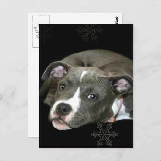 Blauwe puppy briefkaart (Voorkant / Achterkant)