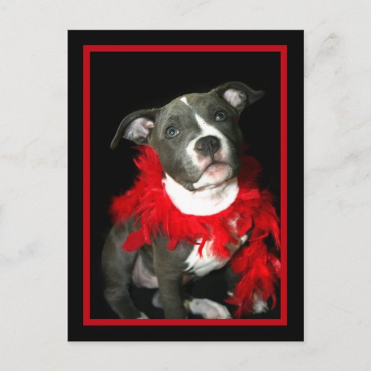 Blauwe puppy briefkaart (Voorkant)