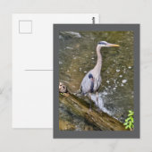Blauwe reiger briefkaart (Voorkant / Achterkant)