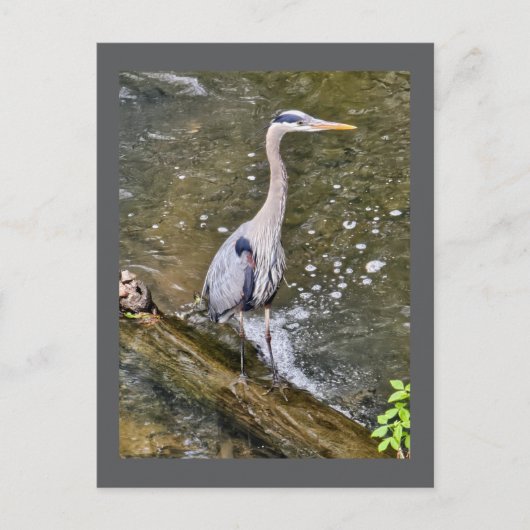Blauwe reiger briefkaart (Voorkant)