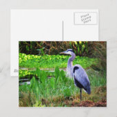Blauwe Reiger Briefkaart (Voorkant / Achterkant)