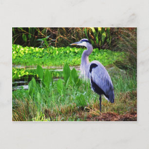 Blauwe Reiger Briefkaart