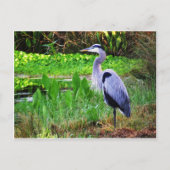 Blauwe Reiger Briefkaart (Voorkant)