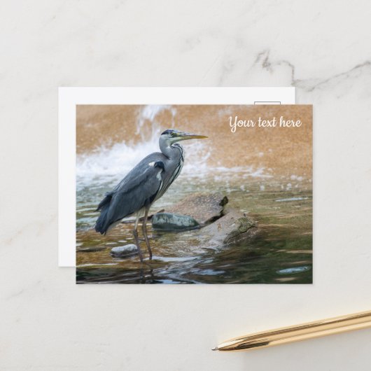 Blauwe Reiger Briefkaart (Voorkant / Achterkant in situ)