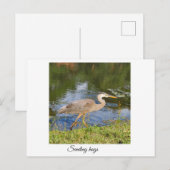 Blauwe reiger briefkaart (Voorkant / Achterkant)