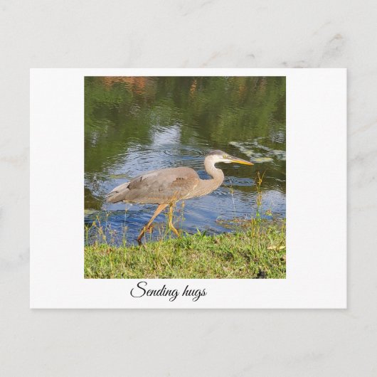 Blauwe reiger briefkaart (Voorkant)