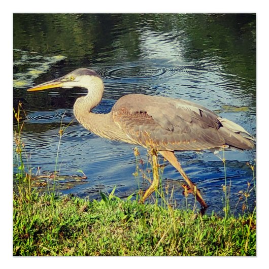 Blauwe reiger perfect poster (Voorkant)