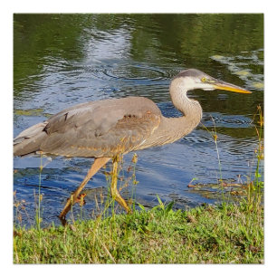 Blauwe reiger perfect poster