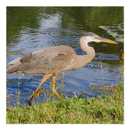 Blauwe reiger perfect poster (Voorkant)