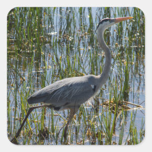 Blauwe reiger Vogel Florida Wetlands Foto Vierkante Sticker