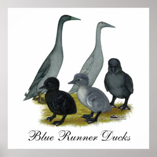 Blauwe Ren Eend Familie Poster