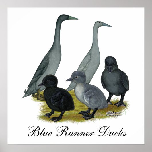 Blauwe Ren Eend Familie Poster (Voorkant)