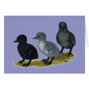 Blauwe Ren Eendjes