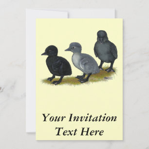 Blauwe Ren Eendjes Kaart