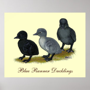Blauwe Ren Eendjes Poster