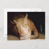 blauwe rhino briefkaart (Voorkant / Achterkant)