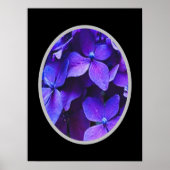 BLAUWE RODE Hortensia Poster (Voorkant)