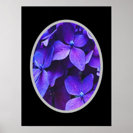 BLAUWE RODE Hortensia      Poster