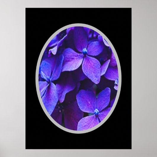 BLAUWE RODE Hortensia      Poster (Voorkant)