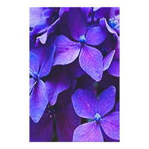 BLAUWE RODE HYDRANGEA Foto vergroting Afdruk