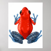 Blauwe rode kikker | Digitale afdrukken Poster (Voorkant)