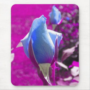 Blauwe Roos Muismat Bud