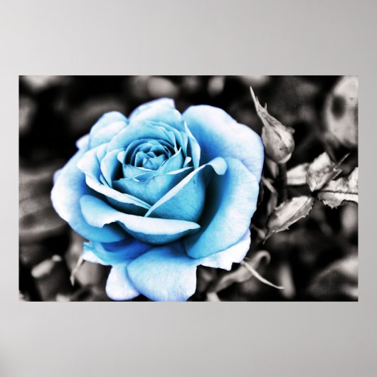 Blauwe roos poster (Voorkant)