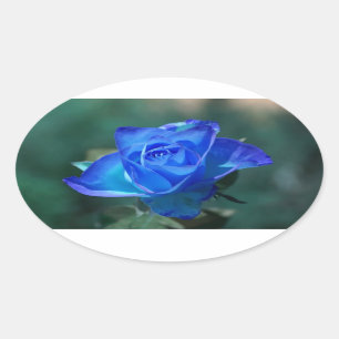 Blauwe Roos Sticker