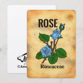 Blauwe roos verouderde papierstijl lijnkunst Plat (Voorkant / Achterkant)